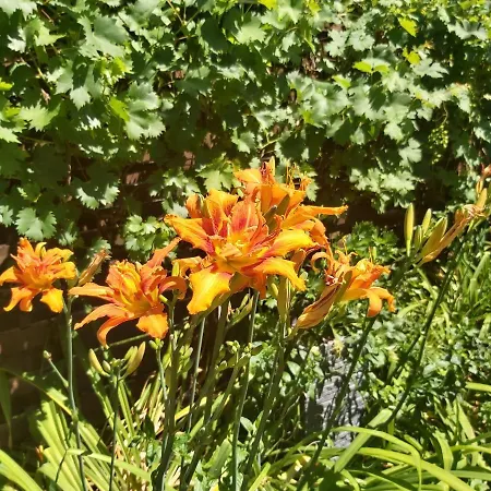 Konukevi Newmidi Terrace, Wifi