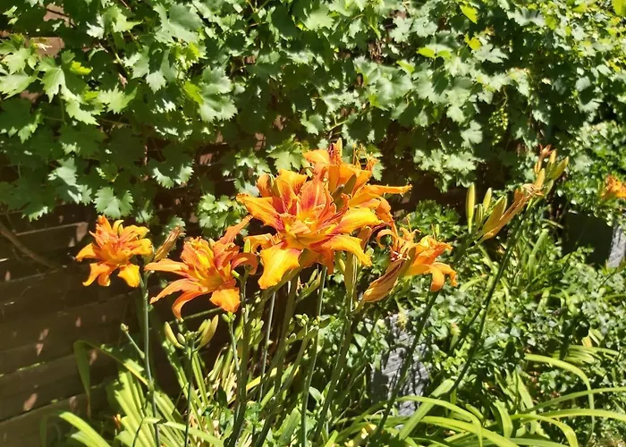 Pensjonat Newmidi Terrace, Wifi