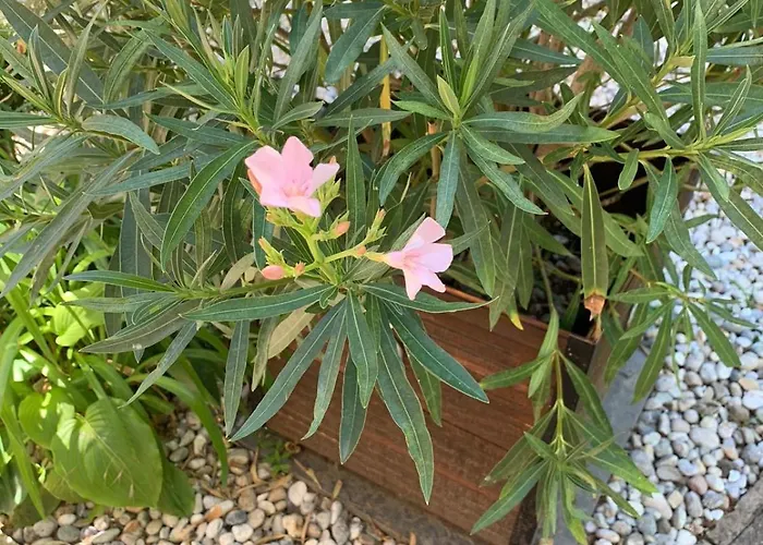 Newmidi Terrace, Wifi